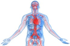 Vascular Diagnostic Laboratory Services